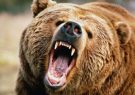 حمله خرس به محیط بان در منطقه الگن چاروسا حمله خرس به محیط بان در منطقه الگن چاروسا