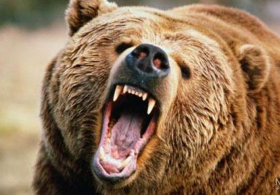 حمله خرس به محیط بان در منطقه الگن چاروسا