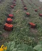 اصطلاح گوجه چینی، از ایالت آریزونای آمریکا تا کهگیلویه