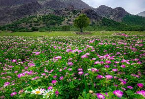 پایتخت طبیعت را طبیعی کنیم