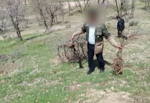ماجرای قطع ۴۰۰ اصله درخت ثمری درگنجه‌ای بویراحمد