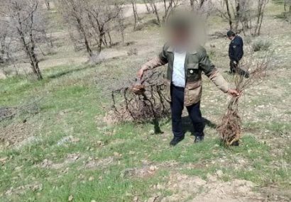 ماجرای قطع ۴۰۰ اصله درخت ثمری درگنجه‌ای بویراحمد