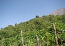 جای خالی گردشگری کشاورزی در شهر تاکستان ها جای خالی گردشگری کشاورزی در شهر تاکستان ها
