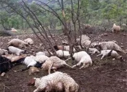 سیلاب در کهگیلویه؛ از خسارات مالی تا تلف شدن ۱۰۰ گوسفند در رودخانه مارون