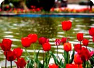 گرامیداشت حماسه برنو و شهدای کهگیلویه و بویراحمد در مسجد نور تهران